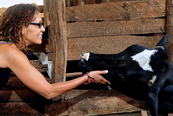 Organic farmer Su Kahumbu Stephanou of iCow visits with a cow.